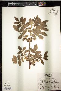 Bursera cuneata image