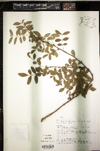 Bursera fagaroides image