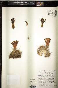 Echinocereus coccineus image