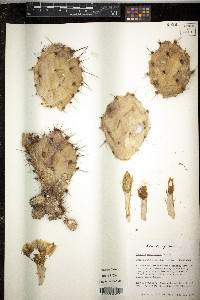 Opuntia macrorhiza image