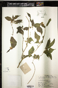 Image of Impatiens dicentra