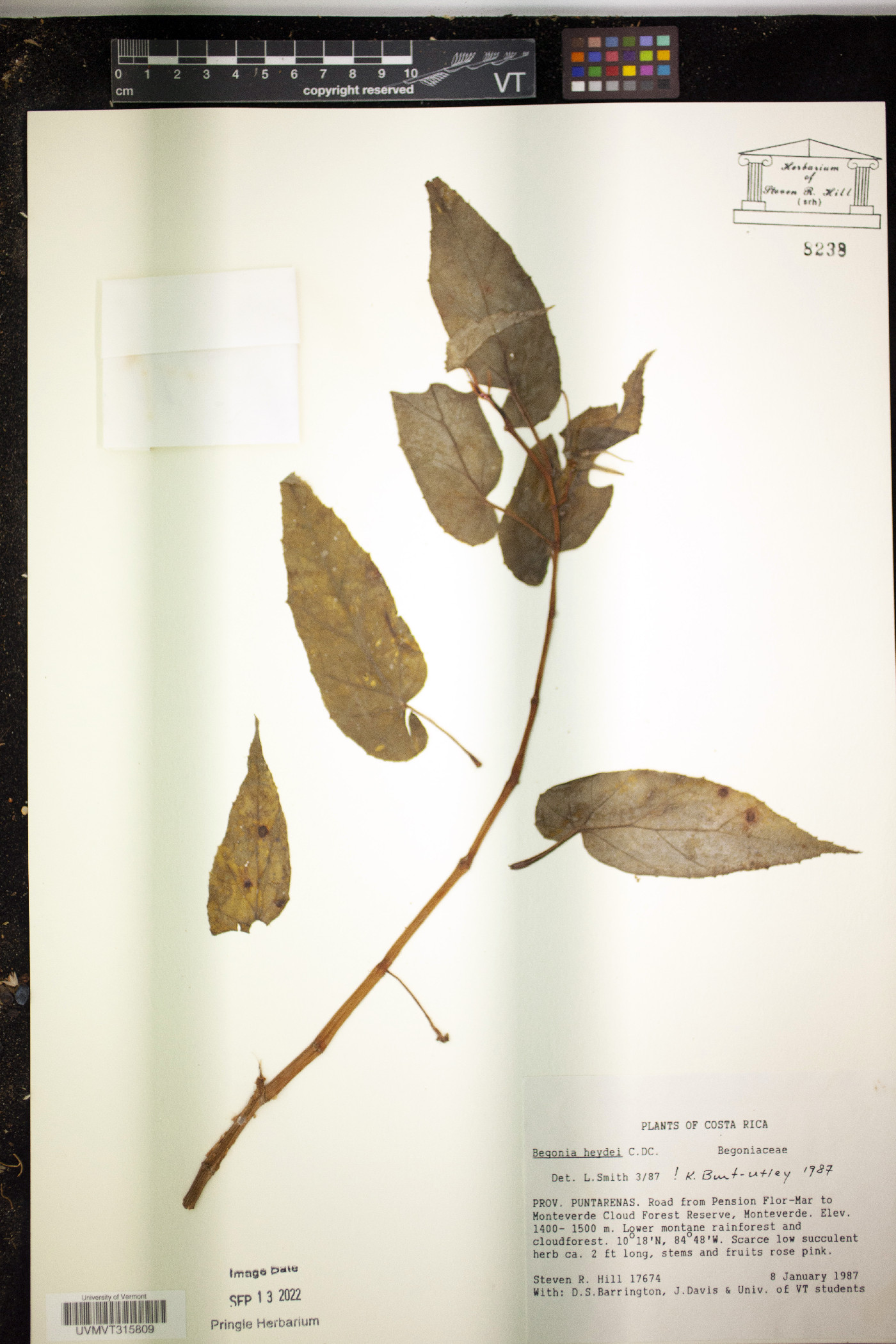 Begonia heydei image