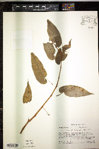 Begonia heydei image