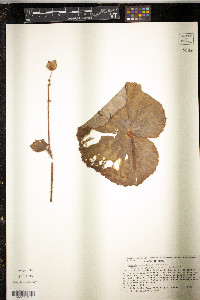 Begonia monophylla image