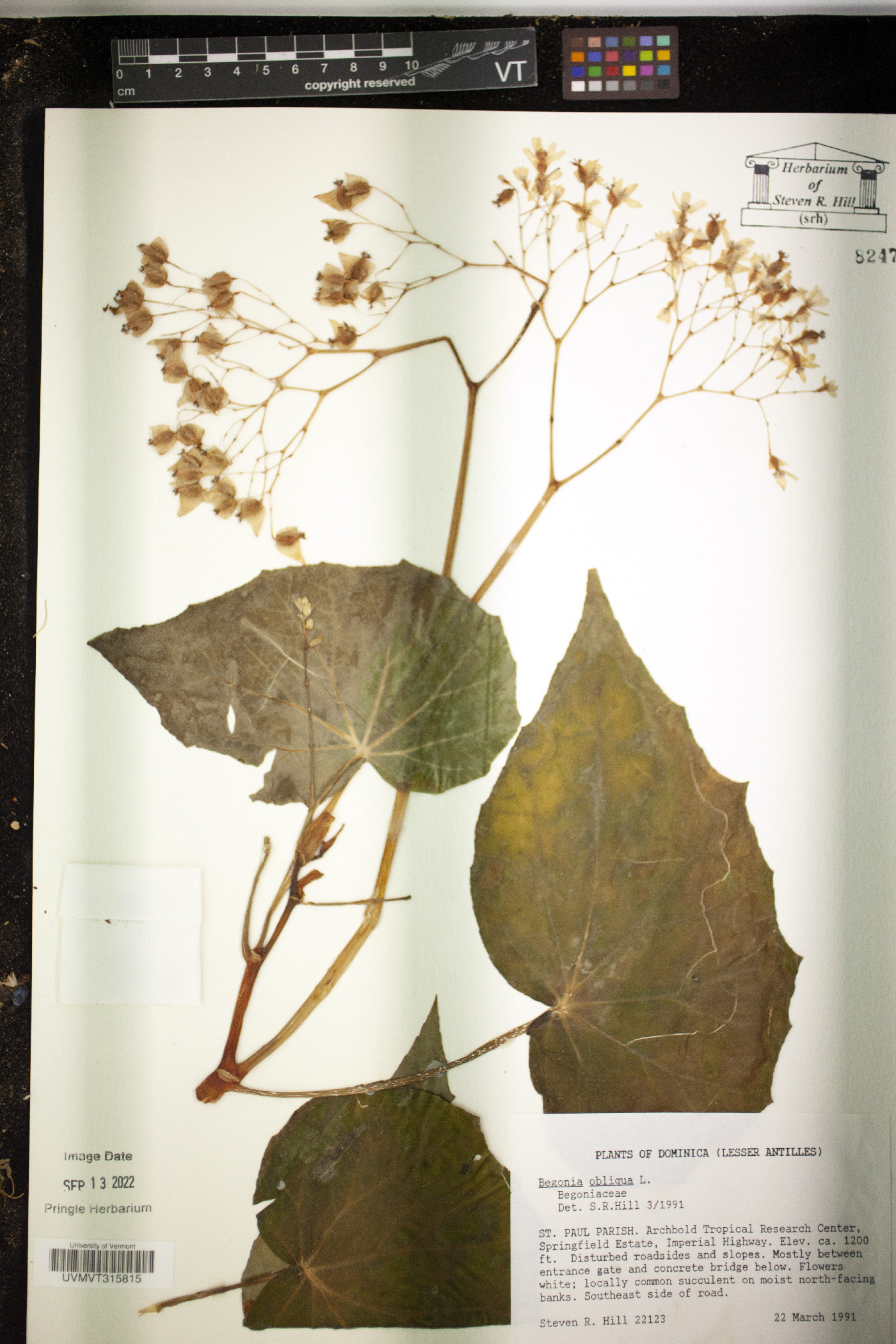 Begonia obliqua image