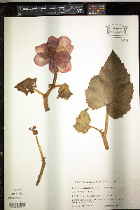 Begonia x tuberhybrida image