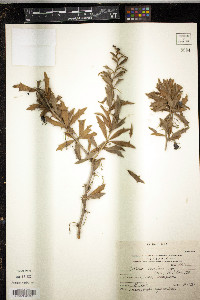 Berberis ruscifolia image