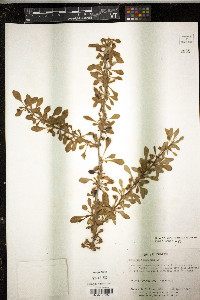 Berberis thunbergii image