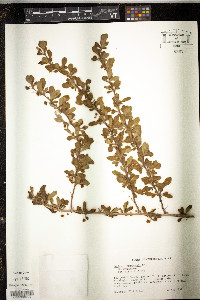 Berberis thunbergii image