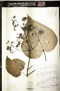 Catalpa bignonioides image