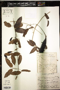 Dolichandra cynanchoides image