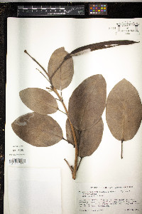 Tabebuia heterophylla image