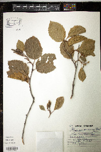 Alnus incana subsp. rugosa image