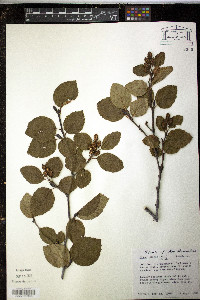 Alnus crispa image