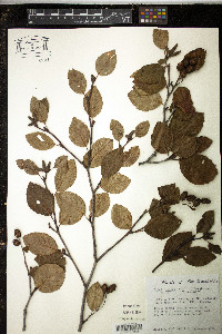 Alnus crispa image