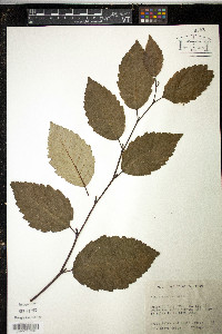 Alnus oregona image