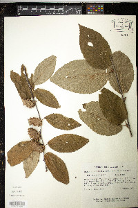 Betula alleghaniensis image