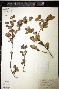 Betula glandulosa image