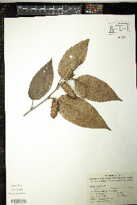 Image of Betula kweichowensis