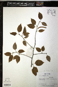 Betula luminifera image