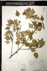 Betula pendula image