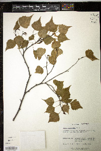 Betula populifolia image