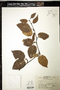 Image of Betula utilis