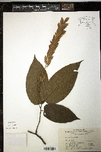 Carpinus fangiana image