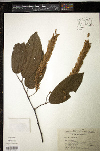 Carpinus fangiana image