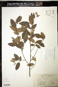 Image of Carpinus fargesiana