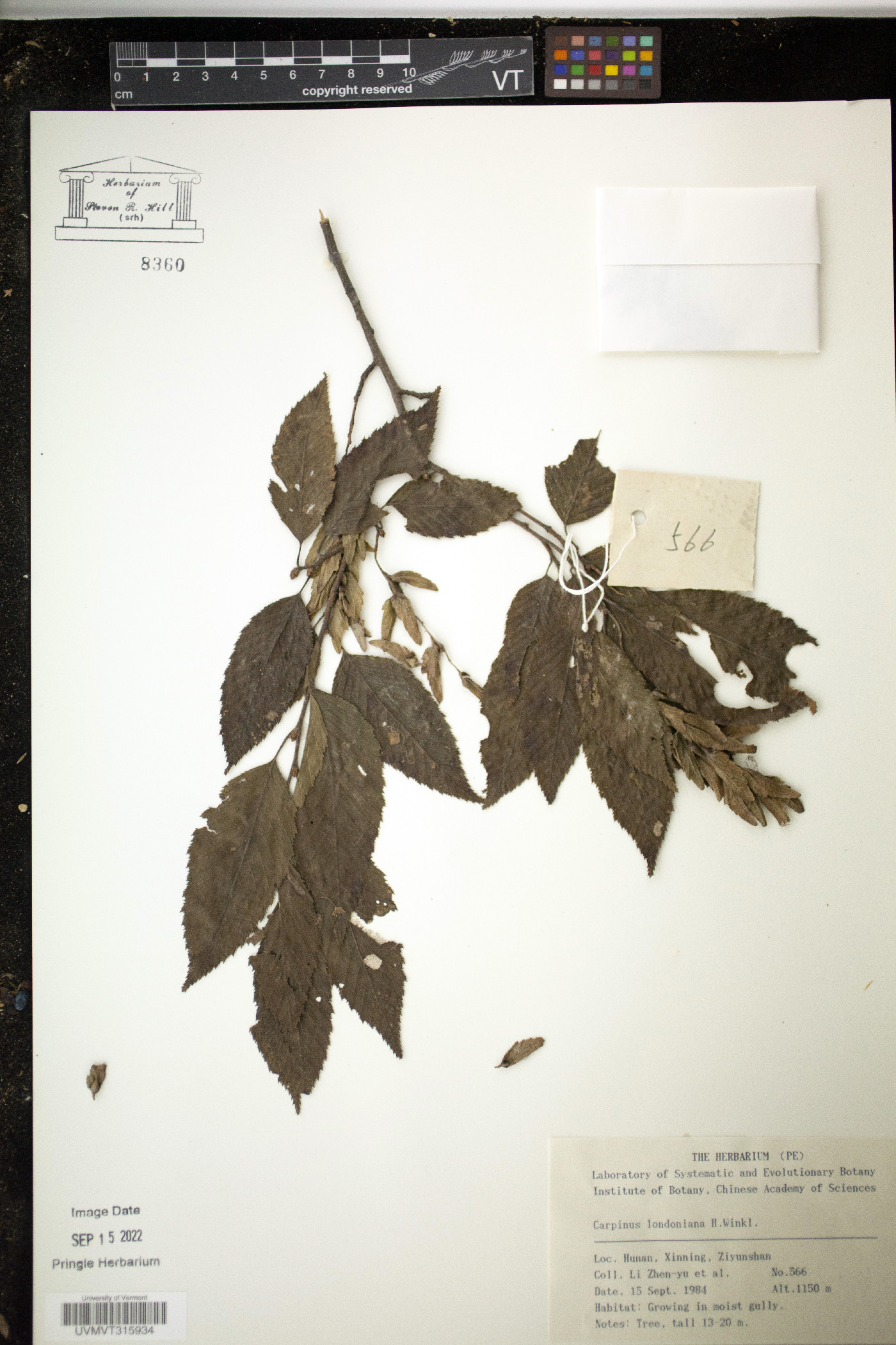 Carpinus londoniana image