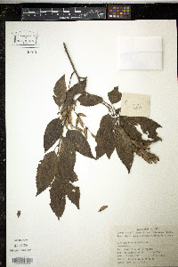 Carpinus londoniana image