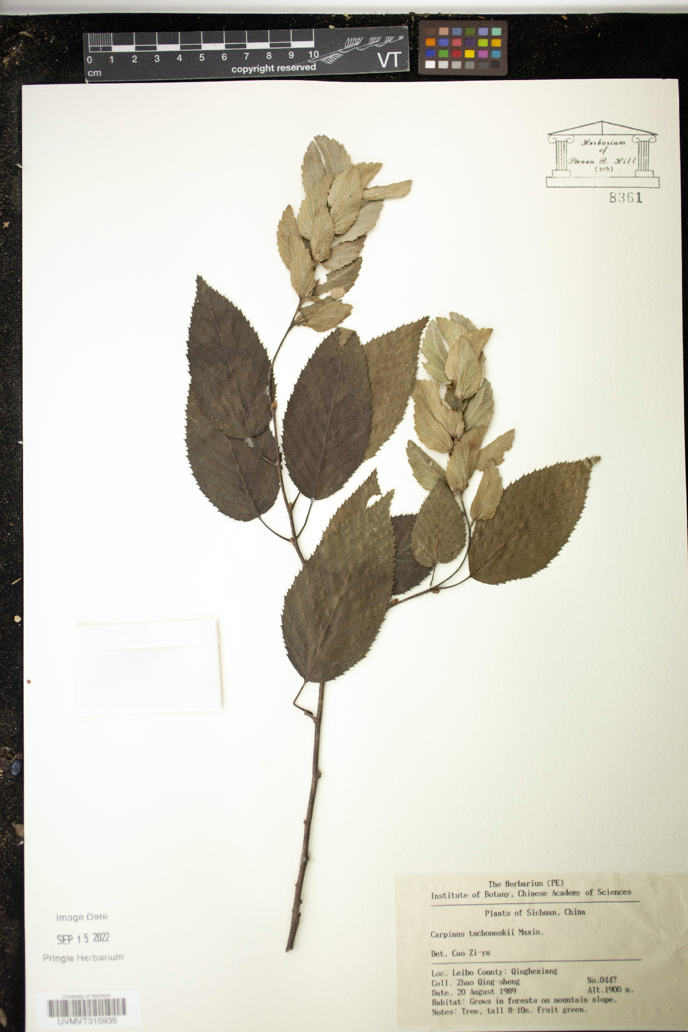 Carpinus tschonoskii image