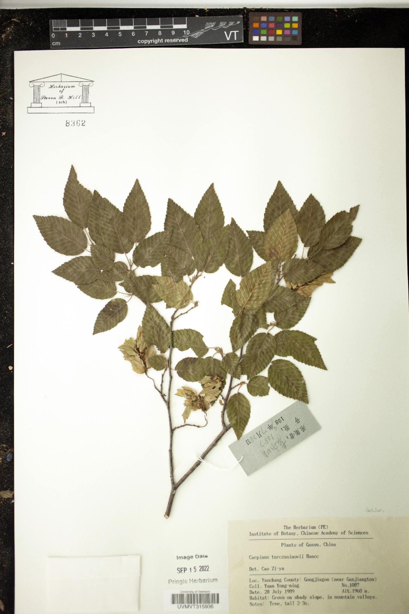 Carpinus turczaninowii image