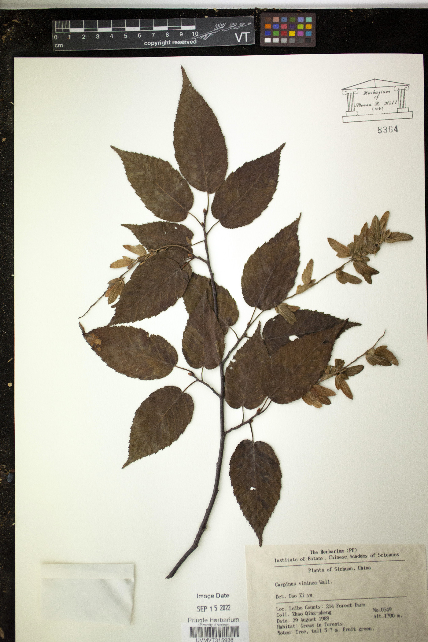 Carpinus viminea image