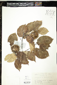 Corylus ferox image