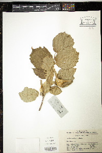 Corylus sieboldiana var. mandshurica image