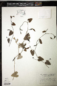 Aristolochia baetica image