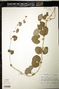 Aristolochia galeata image