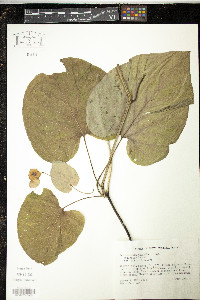 Aristolochia macrophylla image