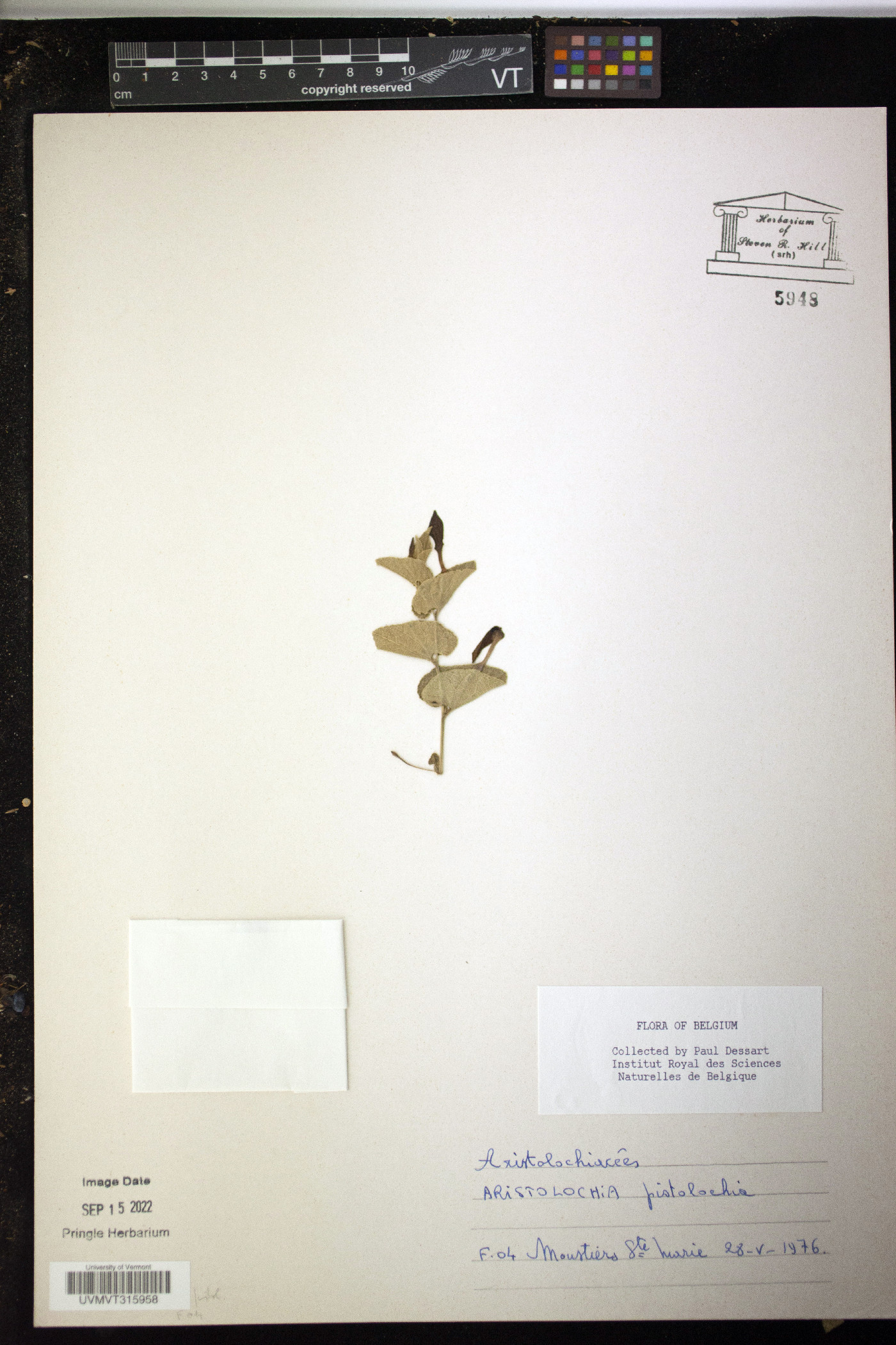 Aristolochia pistolochia image