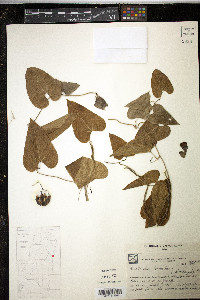 Aristolochia triangularis image