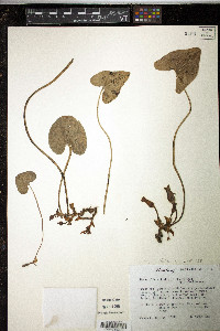 Hexastylis arifolia image