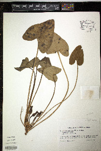 Hexastylis arifolia var. arifolia image