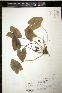 Hexastylis arifolia var. ruthii image