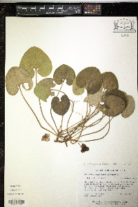 Hexastylis heterophylla image