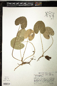 Hexastylis shuttleworthii image