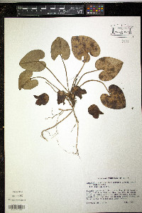 Hexastylis shuttleworthii image