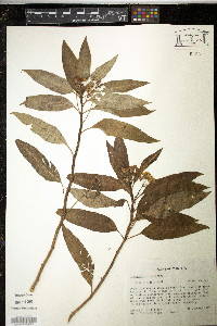 Asclepias curassavica image