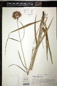 Asclepias lanceolata image